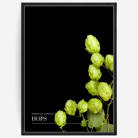 Hops