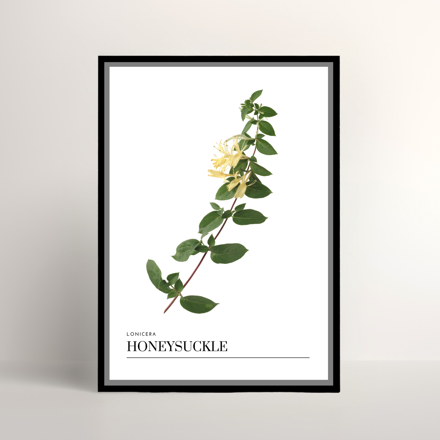Honeysuckle