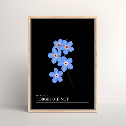 Forget-Me-Not