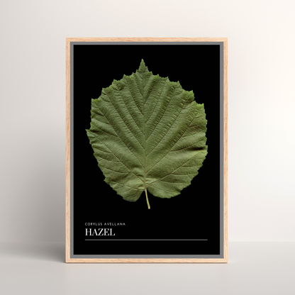 Hazel