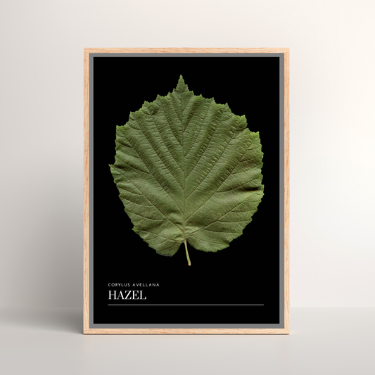 Hazel