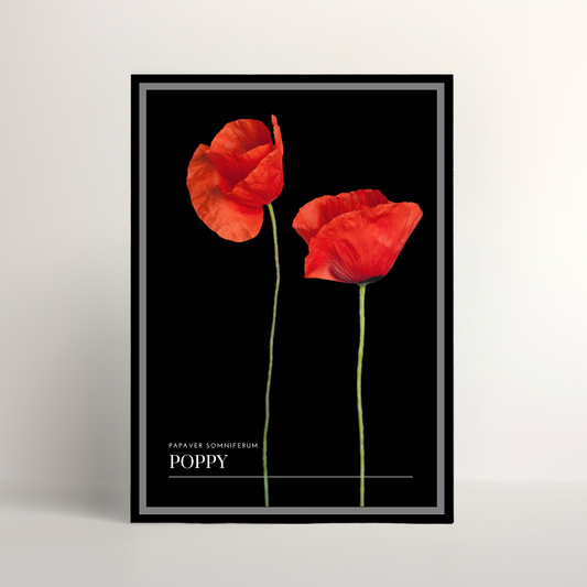Poppy