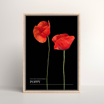 Poppy