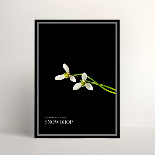 Snowdrop