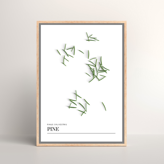 Pine