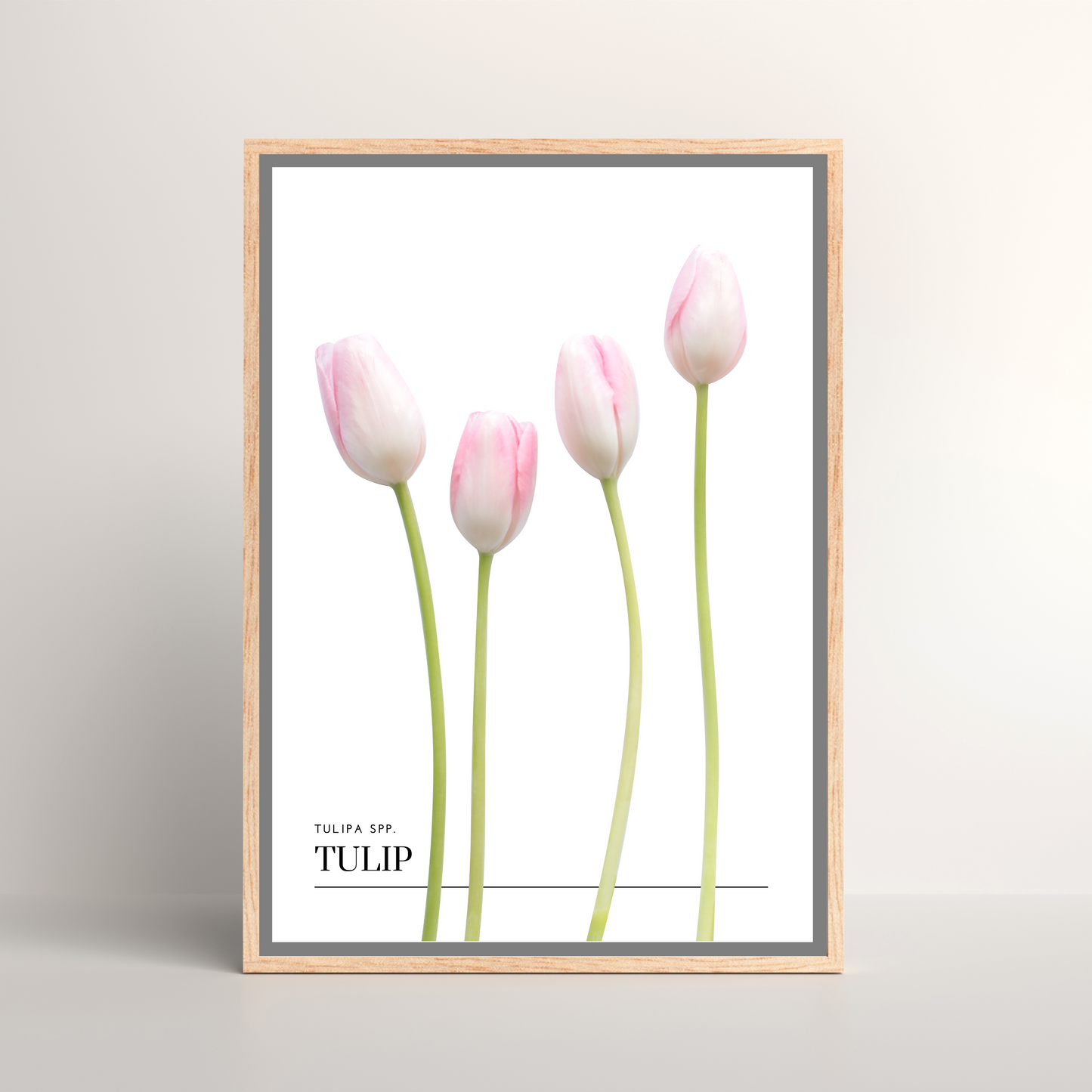 Tulip