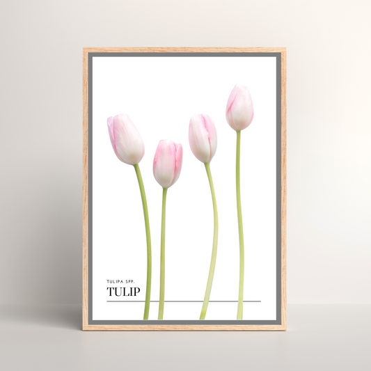 Tulip