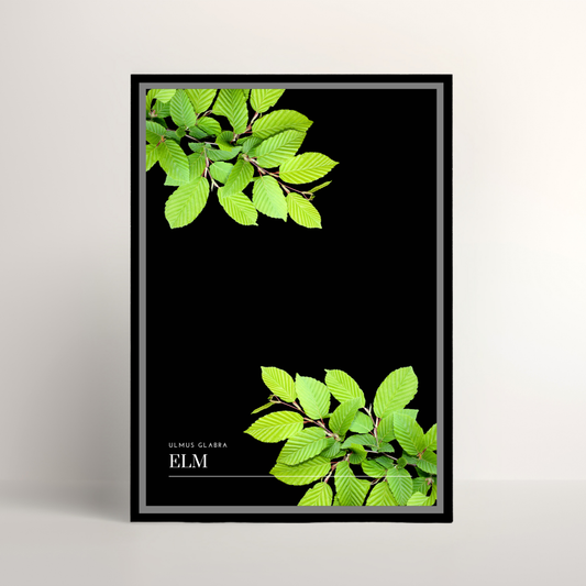 Elm