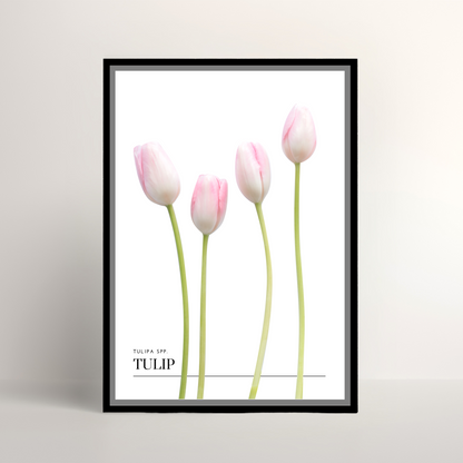 Tulip