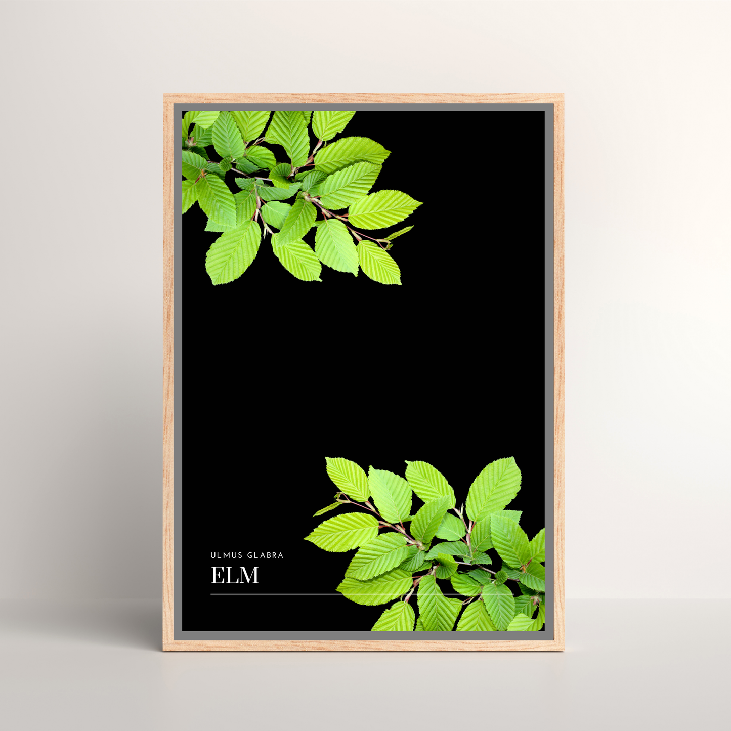 Elm