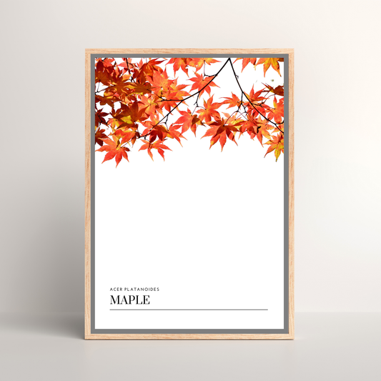 Maple