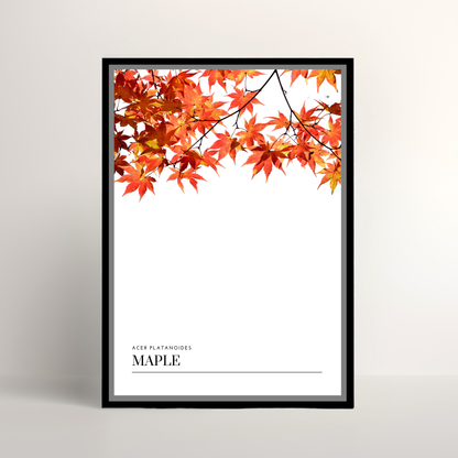 Maple