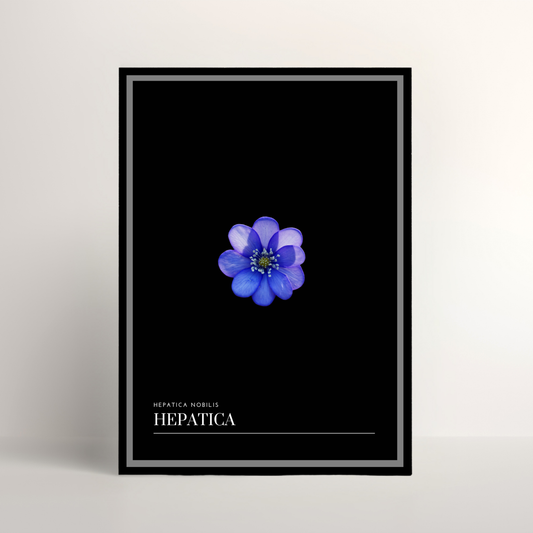 Hepatica