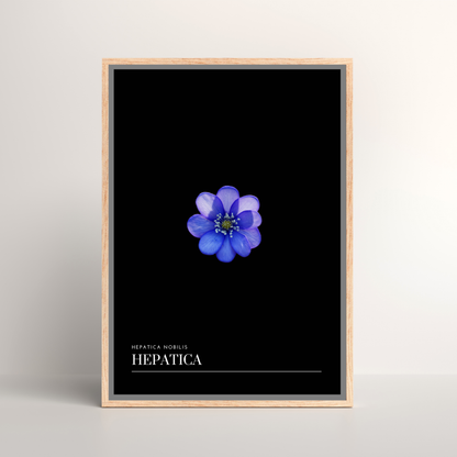 Hepatica