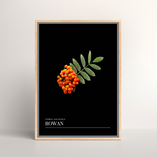Rowan