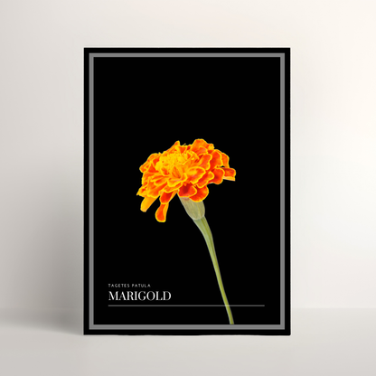 Marigold