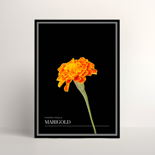 Marigold