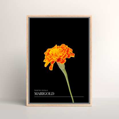 Marigold