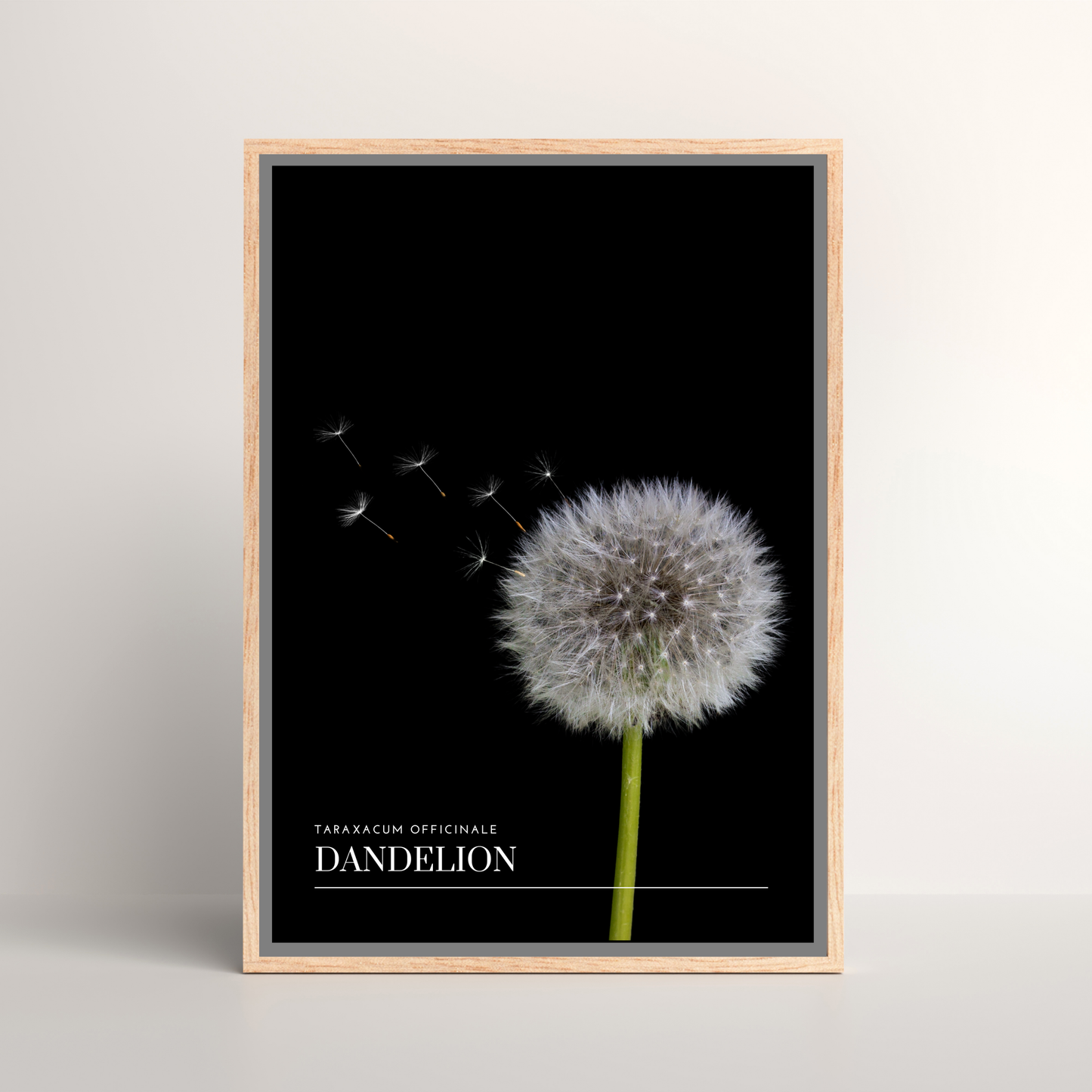 Dandelion