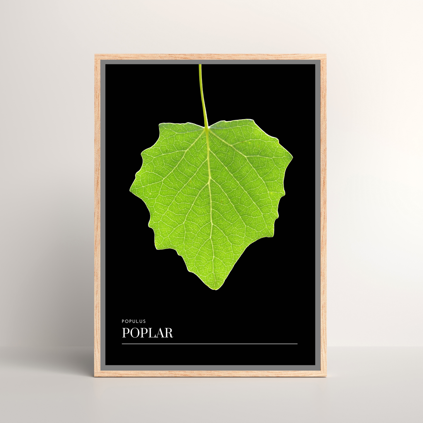 Poplar