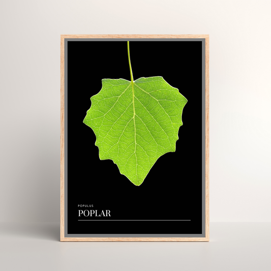 Poplar