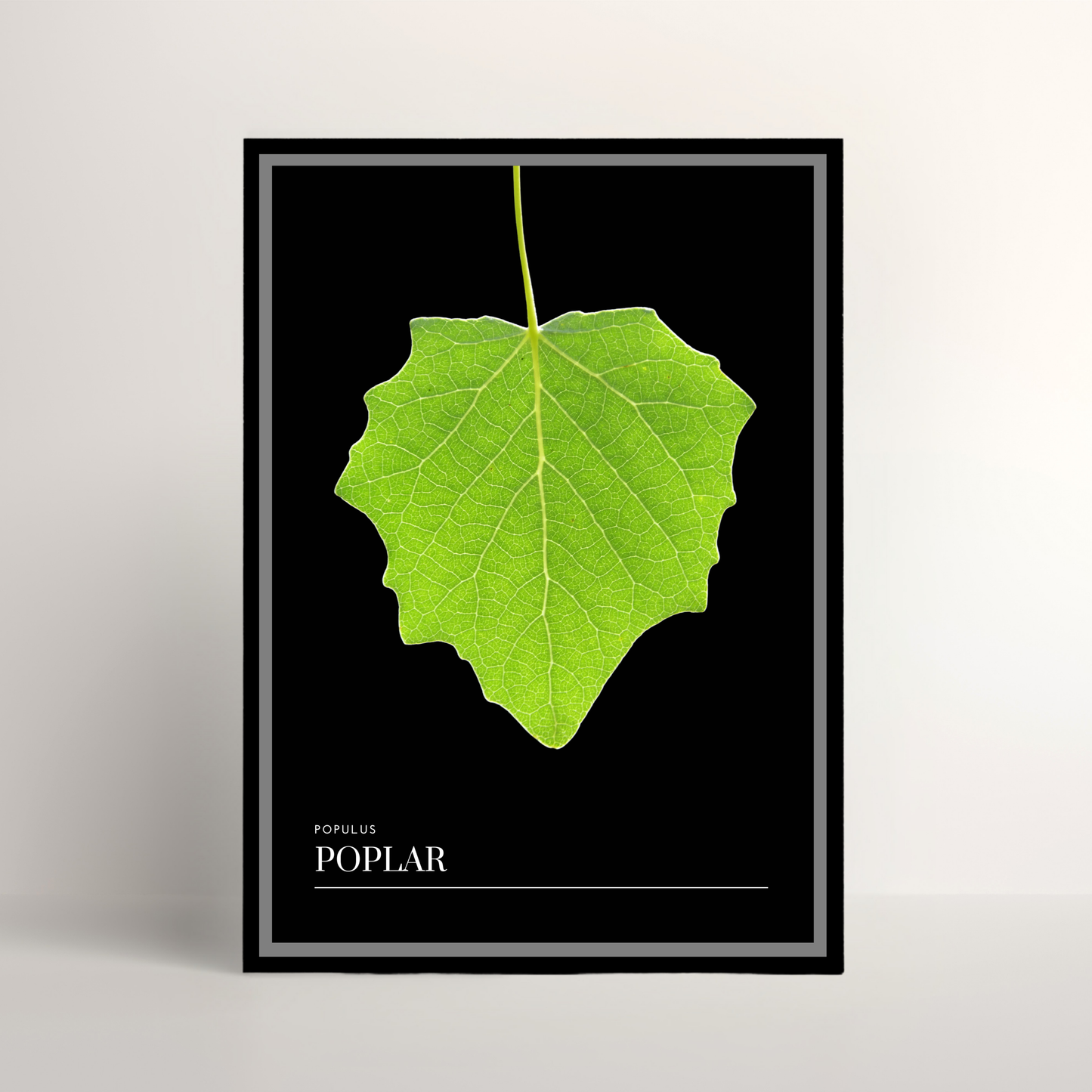 Poplar