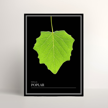 Poplar