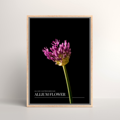 Allium Flower