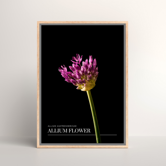 Allium Flower
