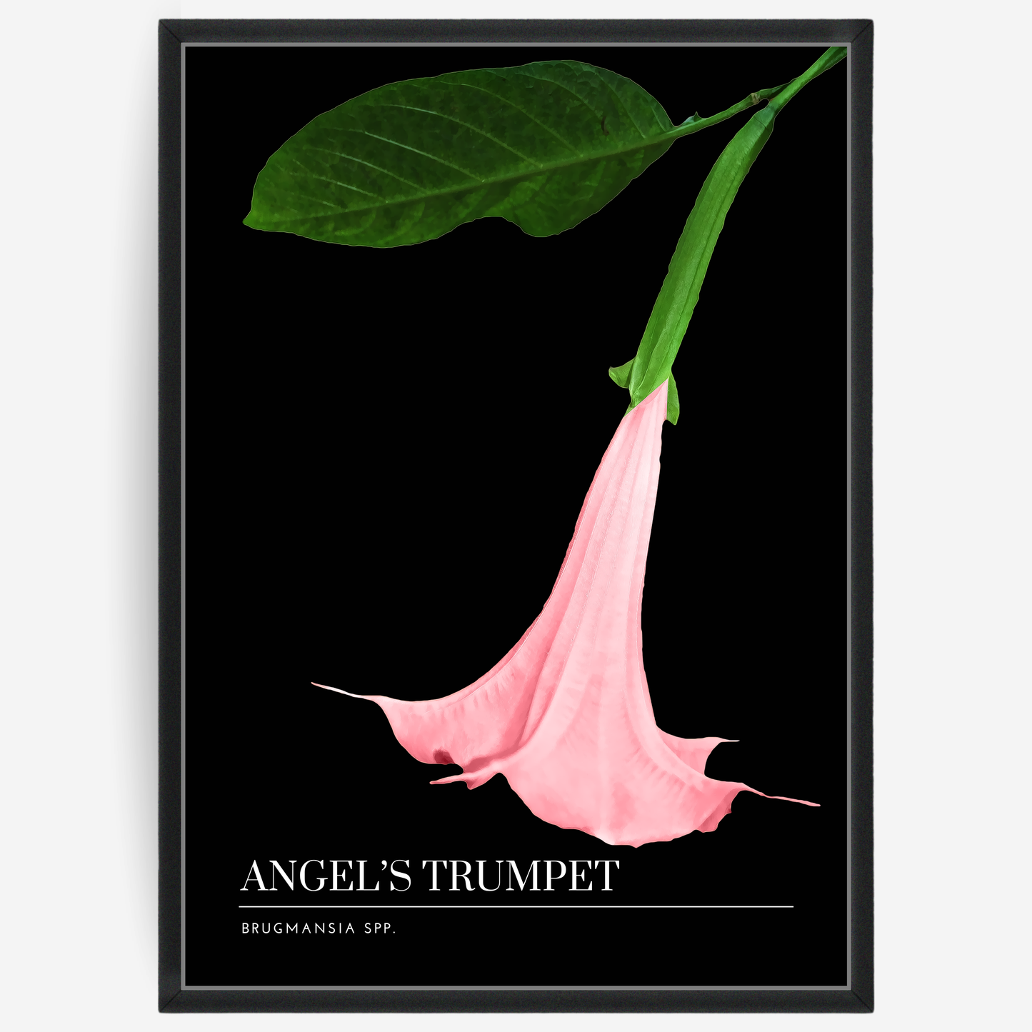 Botanical poster featuring a pink angels trumpet flower on a black background with a grey passepartout and text elements showing the English and Latin plant name.