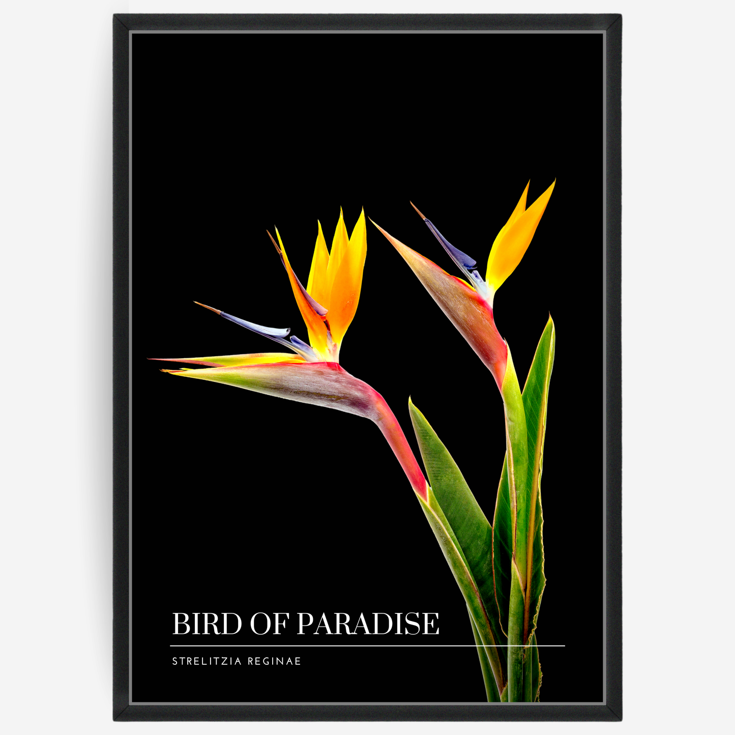 Botanical poster featuring two bird of paradise flowers on a black background with a grey passepartout and text elements showing the English and Latin plant name.
