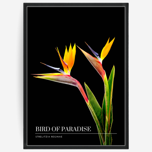 Botanical poster featuring two bird of paradise flowers on a black background with a grey passepartout and text elements showing the English and Latin plant name.