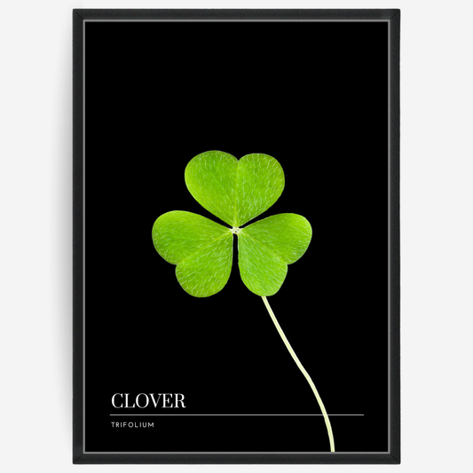 Botanical poster featuring a clover on a black background with a grey passepartout and text elements showing the English and Latin plant name.