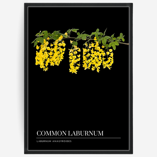 Botanical poster featuring common laburnum on a black background with a grey passepartout and text elements showing the English and Latin plant name.