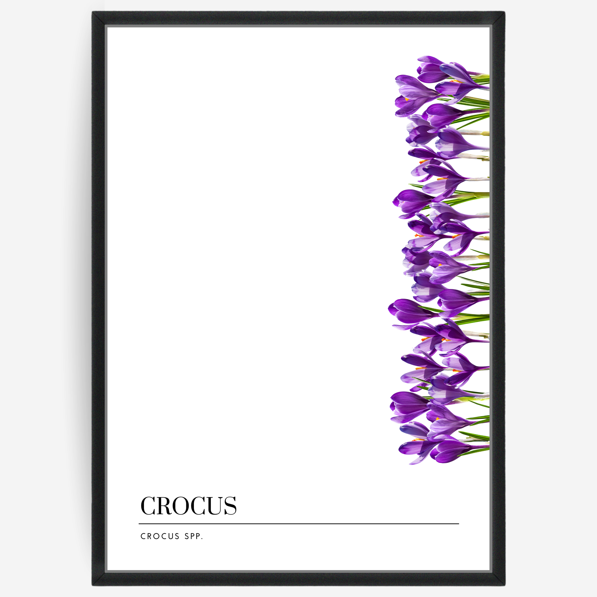 Botanical poster featuring crocus flowers on a white background with a grey passepartout and text elements showing the English and Latin plant name.