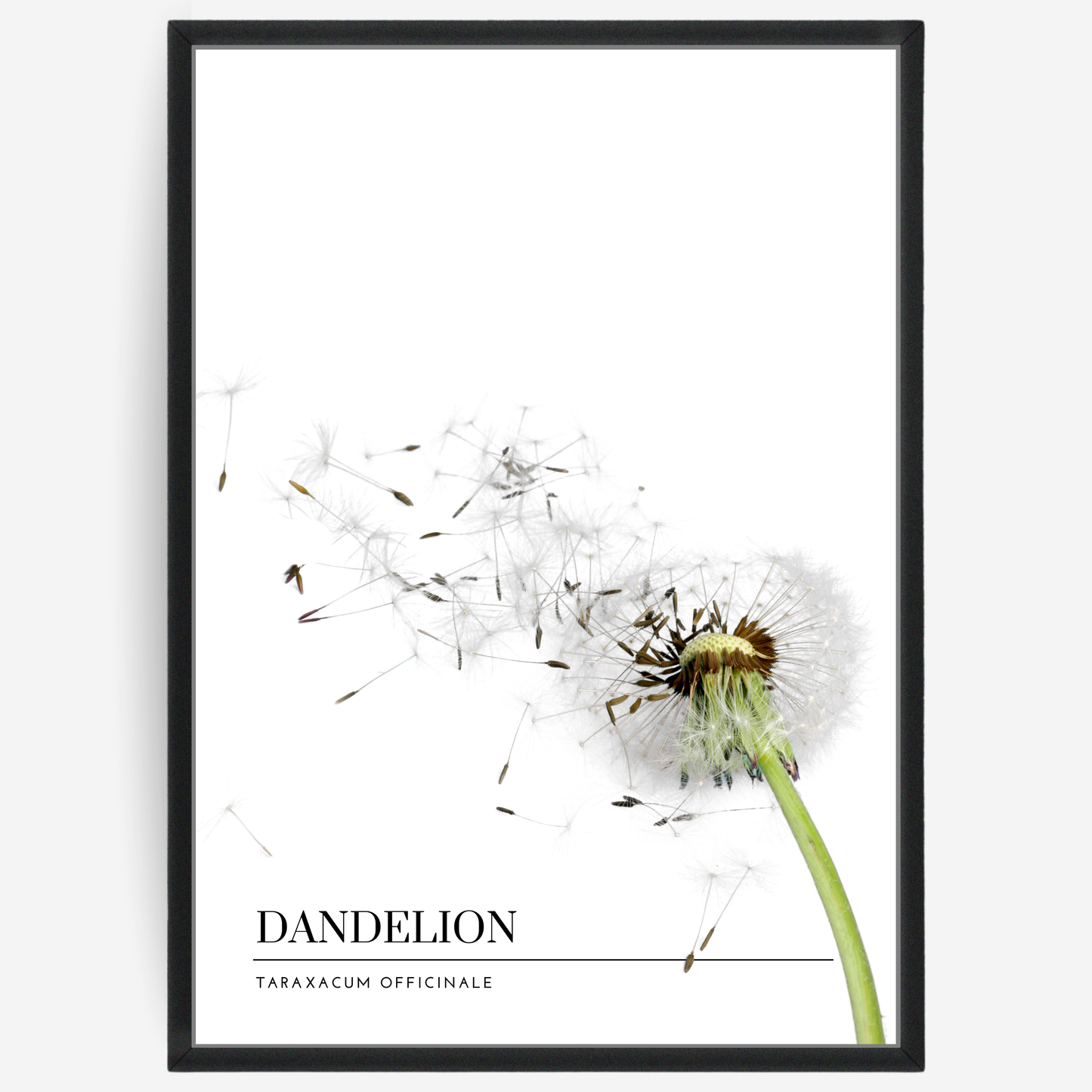 Botanical poster featuring a dandelion on a white background with a grey passepartout and text elements showing the English and Latin plant name.