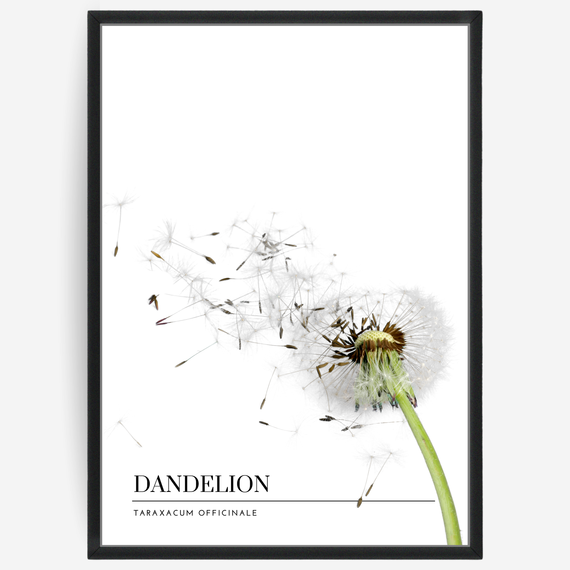 Botanical poster featuring a dandelion on a white background with a grey passepartout and text elements showing the English and Latin plant name.