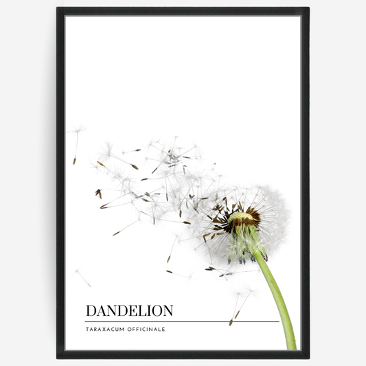 Botanical poster featuring a dandelion on a white background with a grey passepartout and text elements showing the English and Latin plant name.