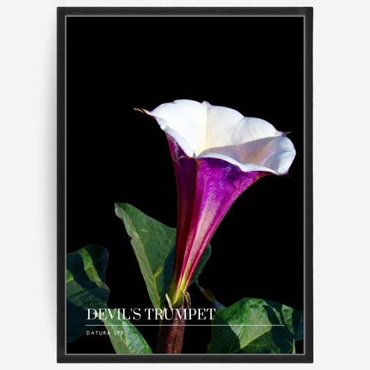 Botanical poster featuring a devils trumpet flower on a black background with a grey passepartout and text elements showing the English and Latin plant name.