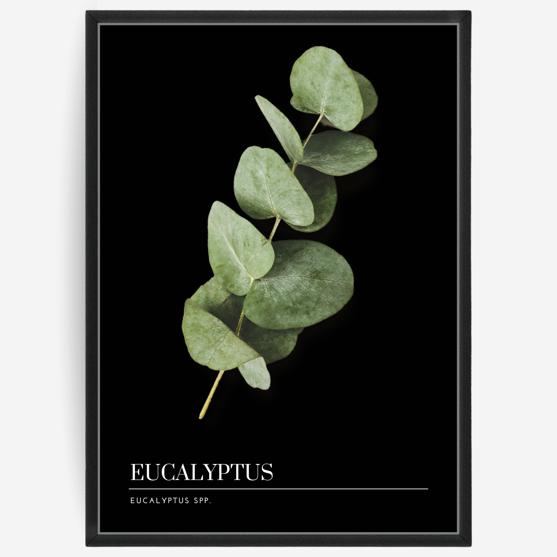 Botanical poster featuring a eucalyptus branch on a black background with a grey passepartout and text elements showing the English and Latin plant name.