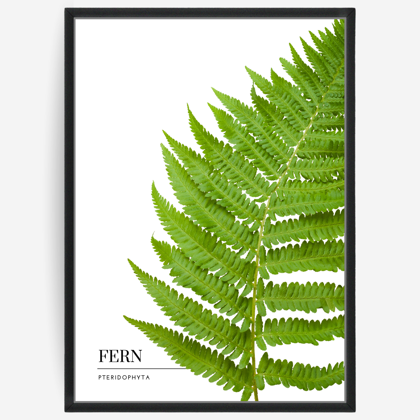 Botanical poster featuring a fern on a white background with a grey passepartout and text elements showing the English and Latin plant name.