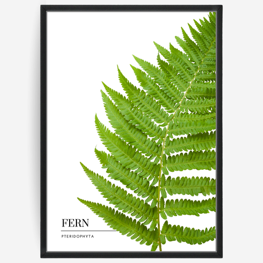 Botanical poster featuring a fern on a white background with a grey passepartout and text elements showing the English and Latin plant name.