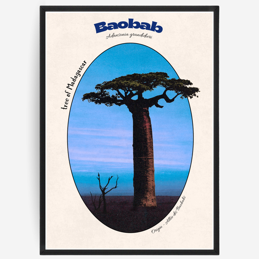 Baobab