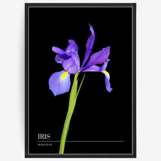 Botanical poster featuring an iris flower on a black background with a grey passepartout and text elements showing the English and Latin plant name.