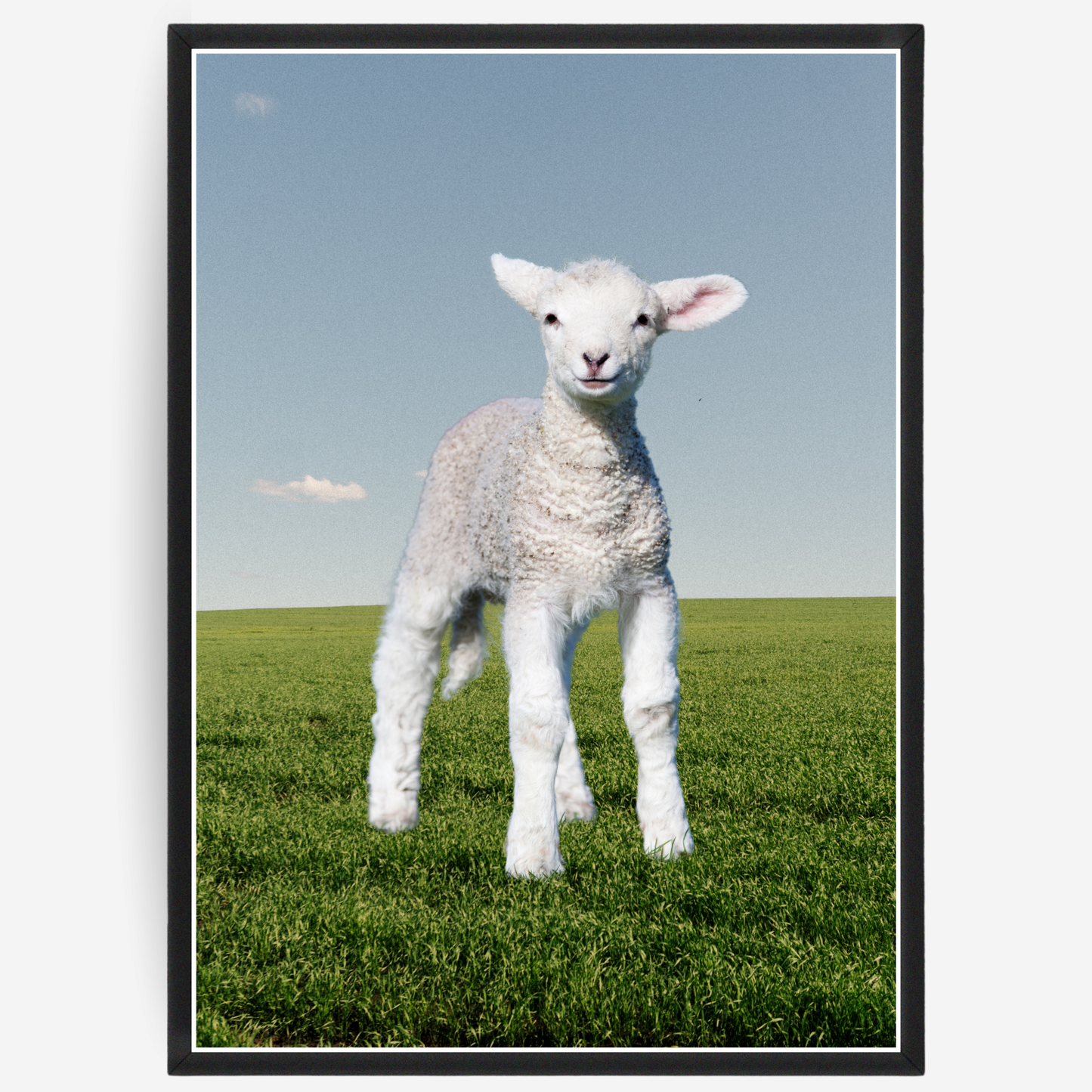 Lamb