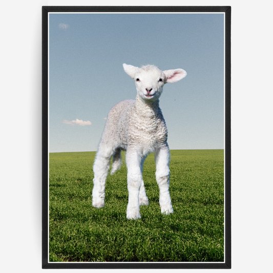 Lamb