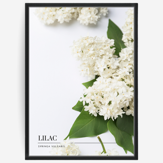 Botanical poster featuring lilac flowers on a white background with a grey passepartout and text elements showing the English and Latin plant name.