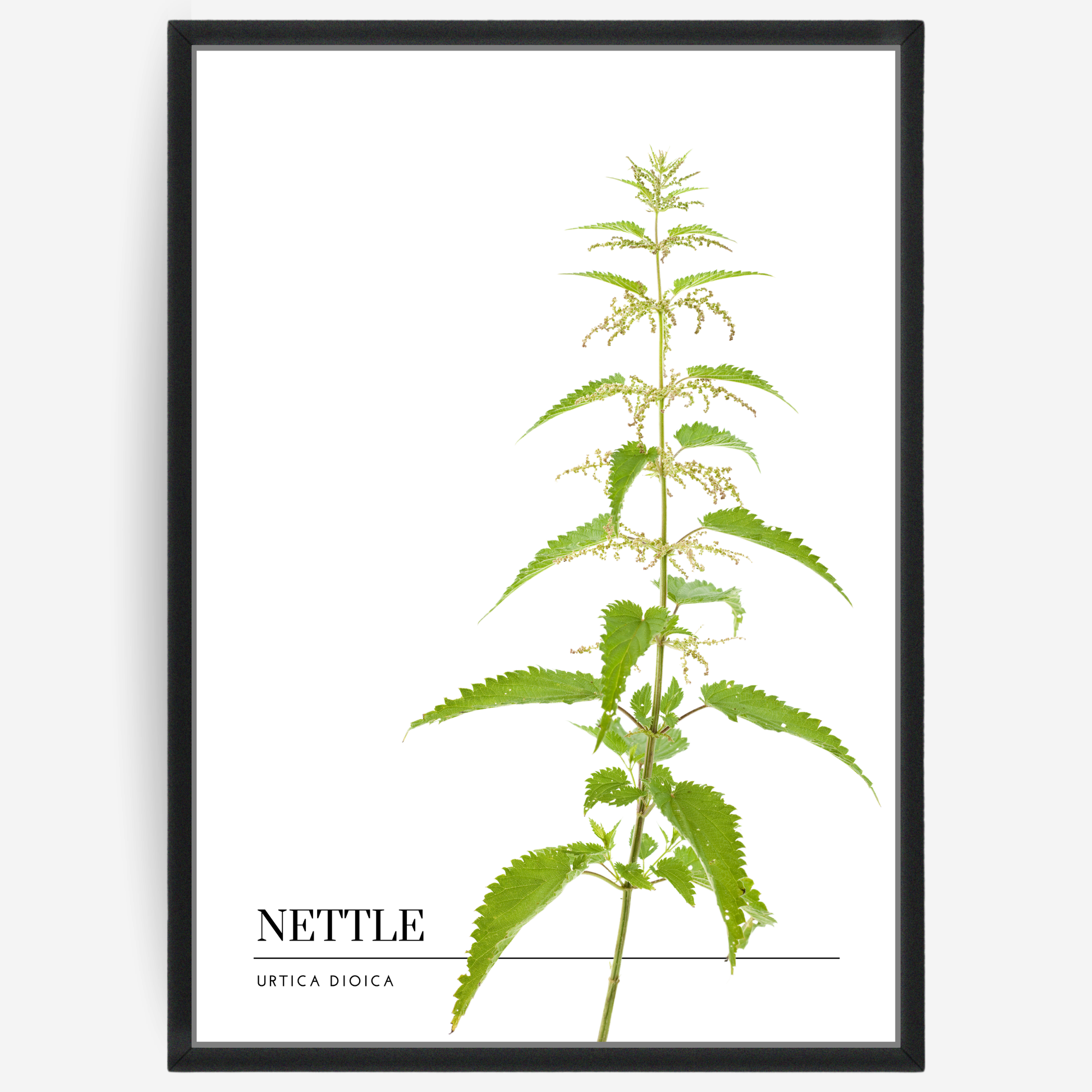 Botanical poster featuring a nettle plant on a white background with a grey passepartout and text elements showing the English and Latin plant name.