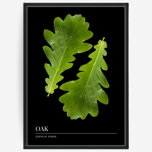 Botanical poster featuring two oak leafs on a black background with a grey passepartout and text elements showing the English and Latin plant name.