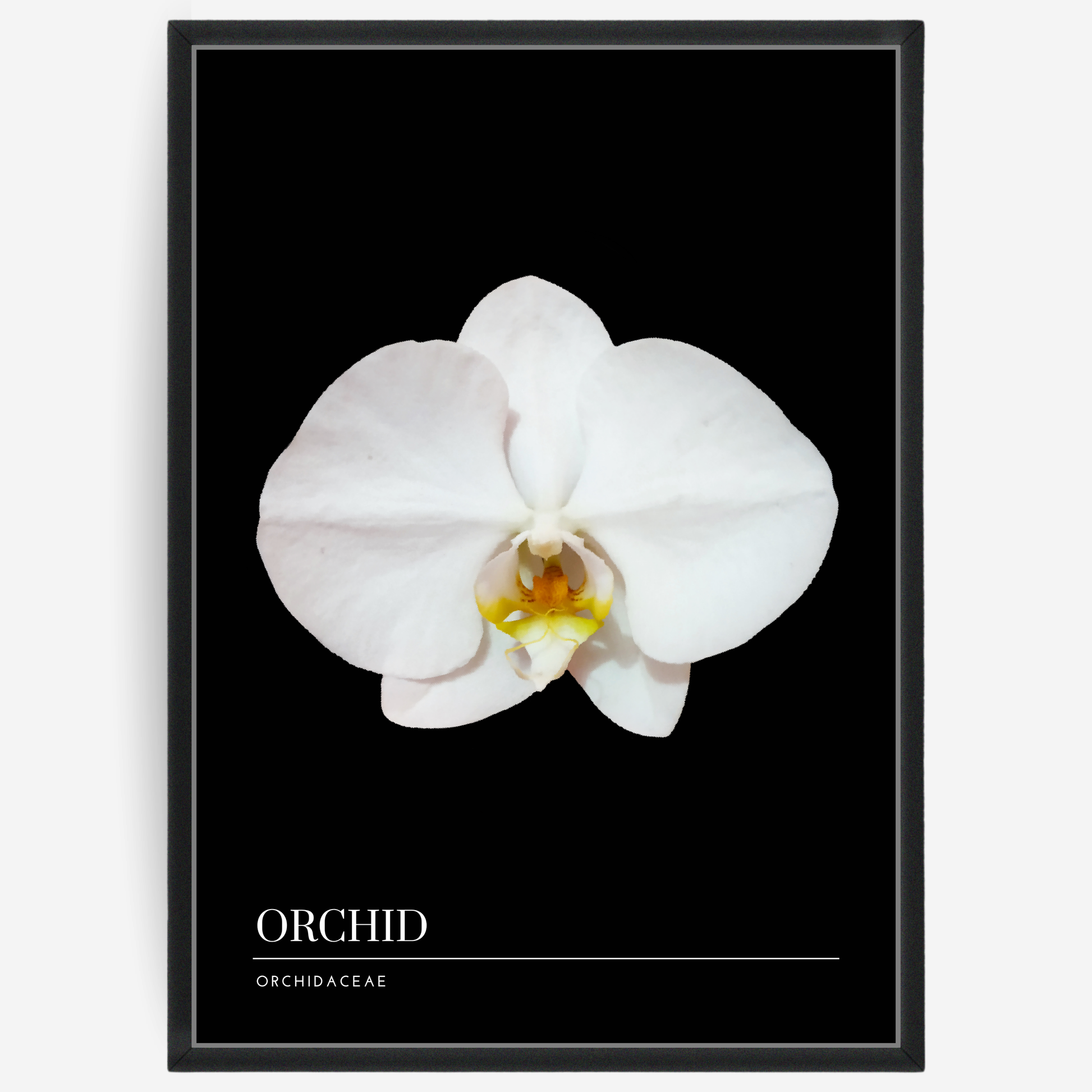 Botanical poster featuring a orchid flower on a black background with a grey passepartout and text elements showing the English and Latin plant name.